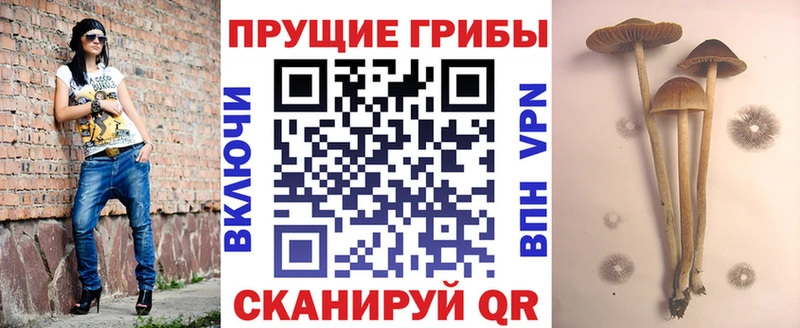 Галлюциногенные грибы Magic Shrooms  MEGA tor  Адыгейск 